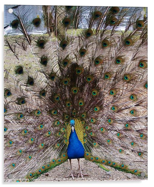 Peacock Acrylic by Craig Cheeseman