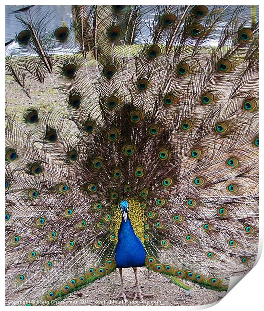 Peacock Print by Craig Cheeseman