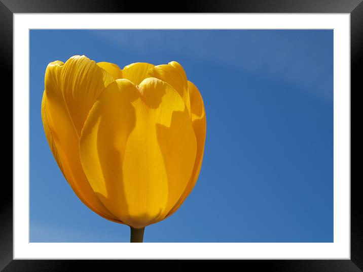 Yellow Tulip Framed Mounted Print by andrew hall