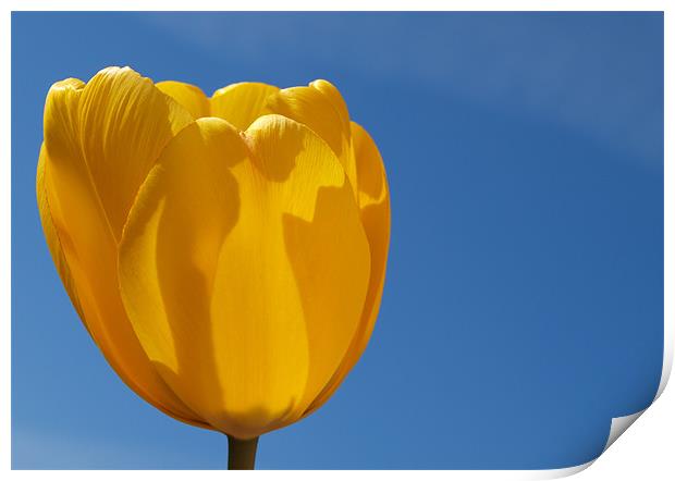Yellow Tulip Print by andrew hall