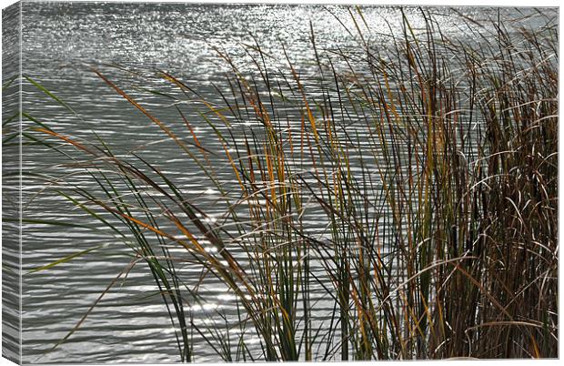 Sunlit Reeds Canvas Print by graham young