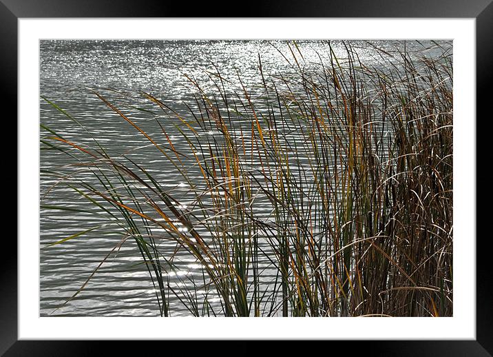 Sunlit Reeds Framed Mounted Print by graham young