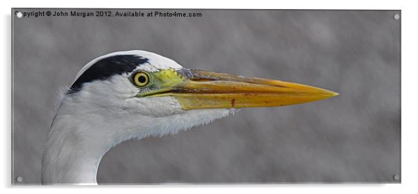 Heron. Acrylic by John Morgan