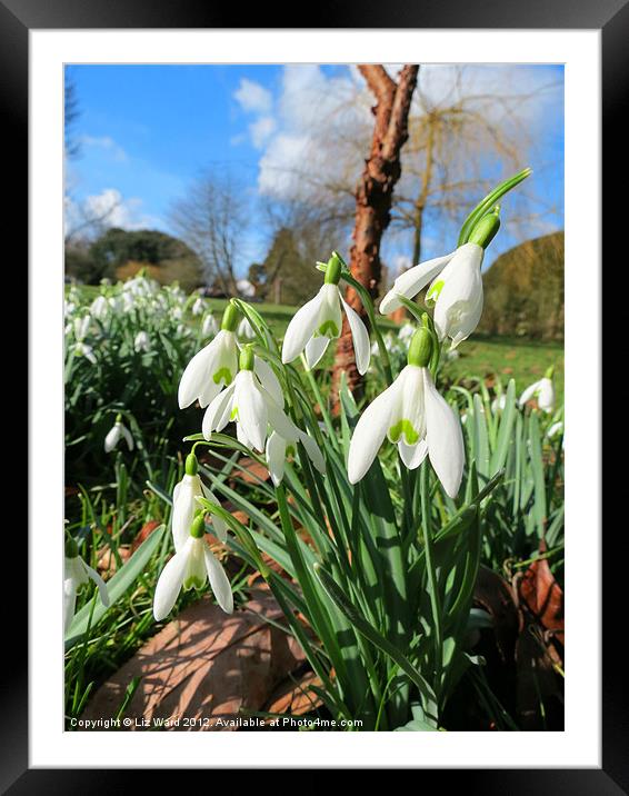 Sunny Snowdrops Framed Mounted Print by Liz Ward