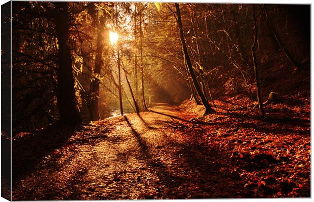 reelig forest walk Canvas Print by Macrae Images