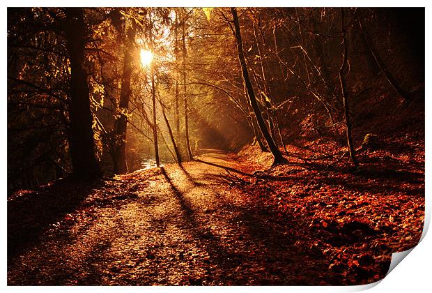 reelig forest walk Print by Macrae Images