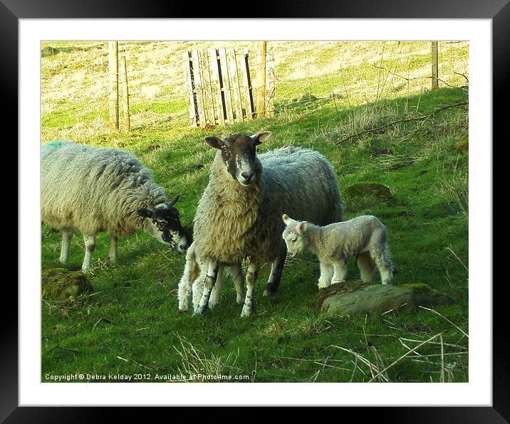 Sheep in Swaledale Framed Mounted Print by Debra Kelday