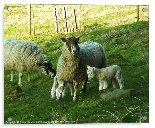 Sheep in Swaledale Acrylic by Debra Kelday