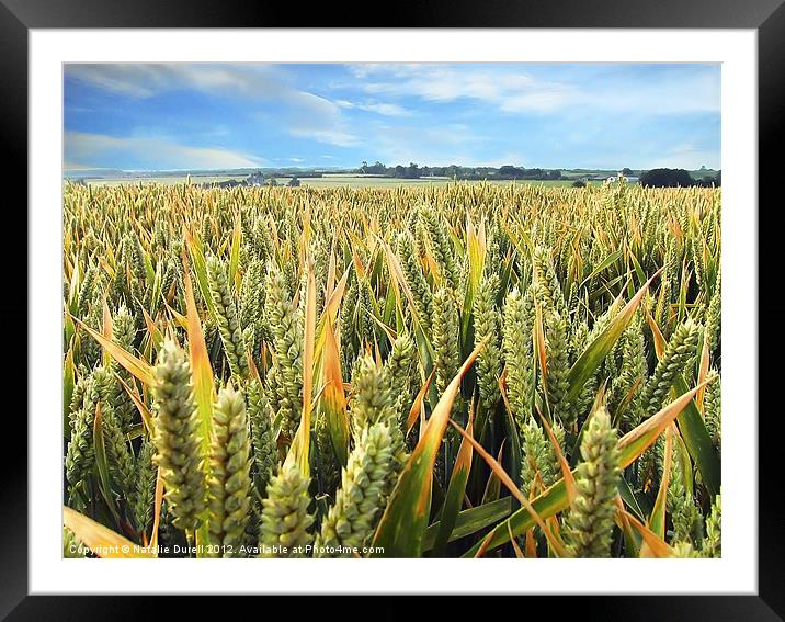 Down in the Corn Framed Mounted Print by Natalie Durell