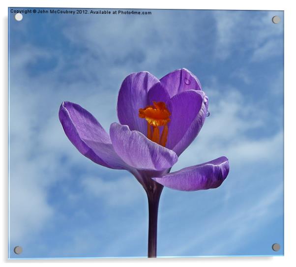 Purple Crocus Against The Sky Acrylic by John McCoubrey