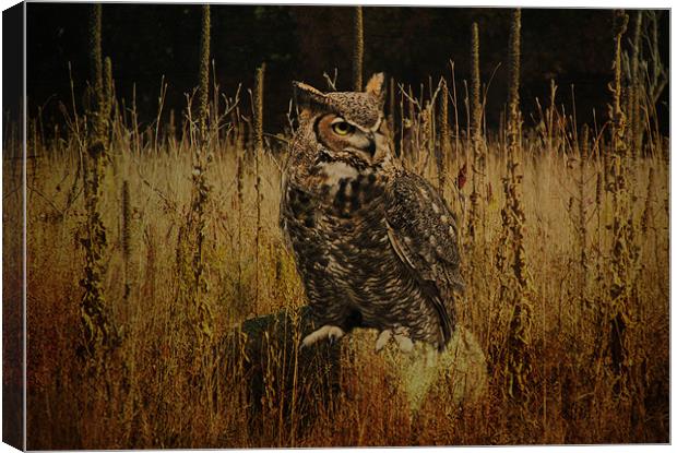 Great Horned Owl Canvas Print by Tina Lindsay