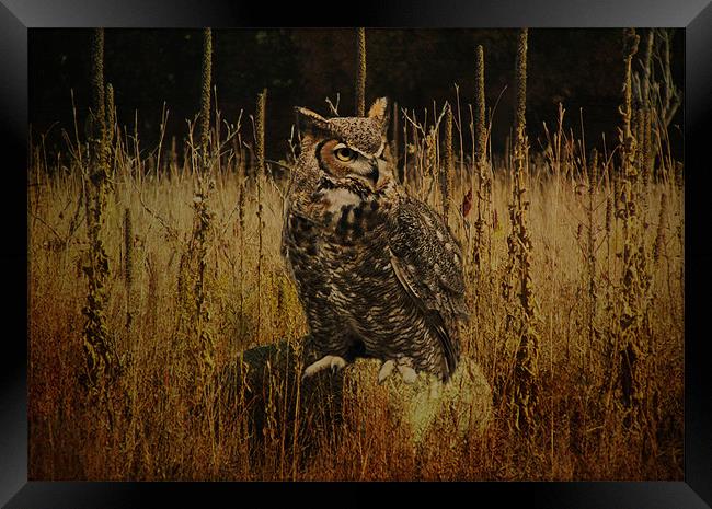 Great Horned Owl Framed Print by Tina Lindsay