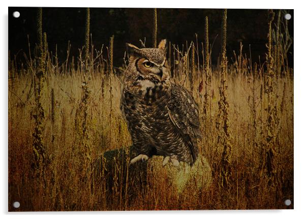 Great Horned Owl Acrylic by Tina Lindsay
