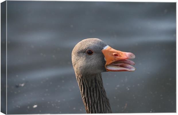 Duck Head Canvas Print by Andy Hodson