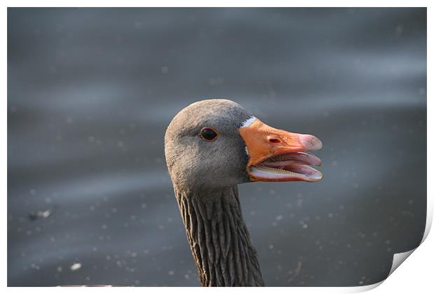 Duck Head Print by Andy Hodson