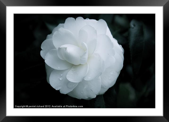 The white flower Framed Mounted Print by perriet richard