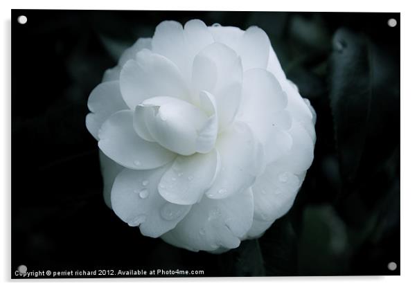 The white flower Acrylic by perriet richard