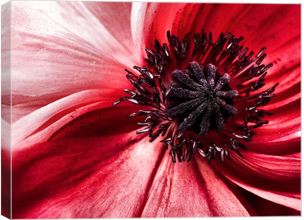 poppy in pink Canvas Print by Heather Newton