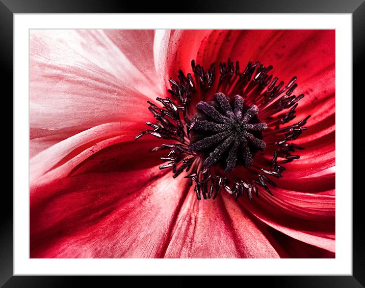 poppy in pink Framed Mounted Print by Heather Newton