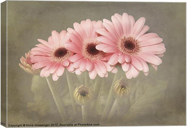 Pink Gerberas Canvas Print by Fiona Messenger