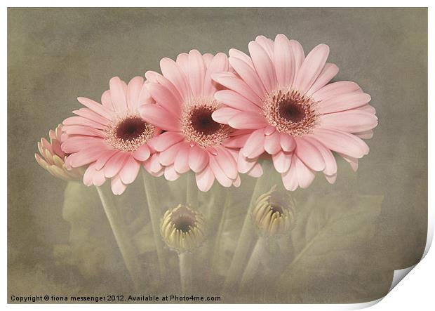 Pink Gerberas Print by Fiona Messenger