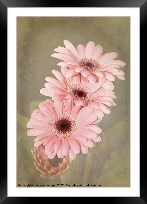 Pink Gerbera Flowers Framed Mounted Print by Fiona Messenger