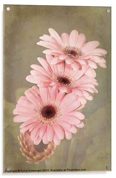 Pink Gerbera Flowers Acrylic by Fiona Messenger