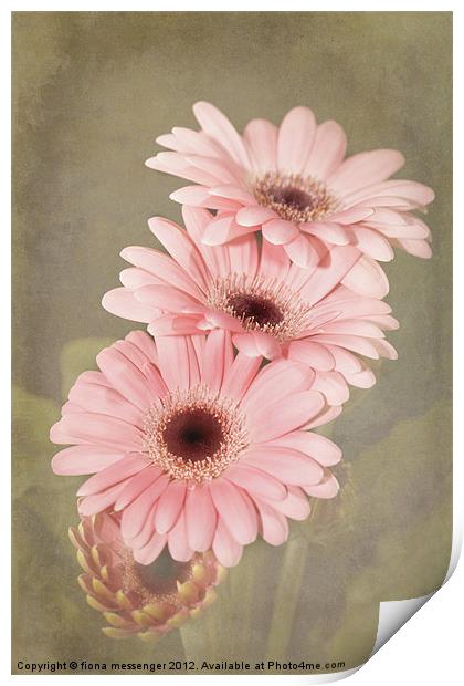 Pink Gerbera Flowers Print by Fiona Messenger