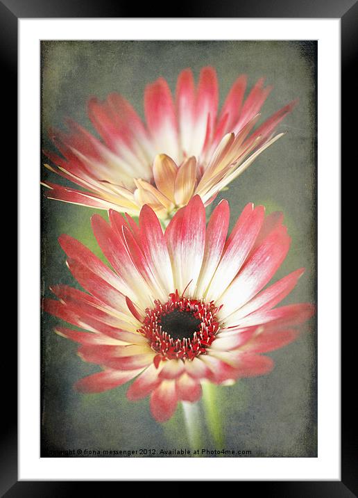 Red and Cream Gerbera Framed Mounted Print by Fiona Messenger