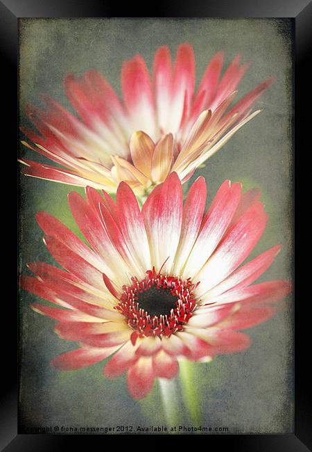 Red and Cream Gerbera Framed Print by Fiona Messenger