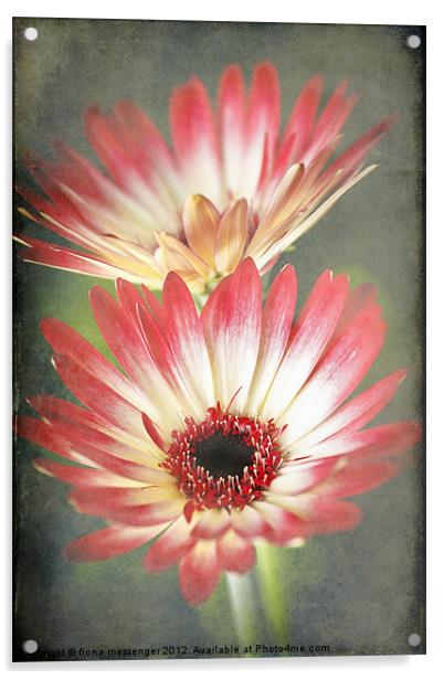 Red and Cream Gerbera Acrylic by Fiona Messenger
