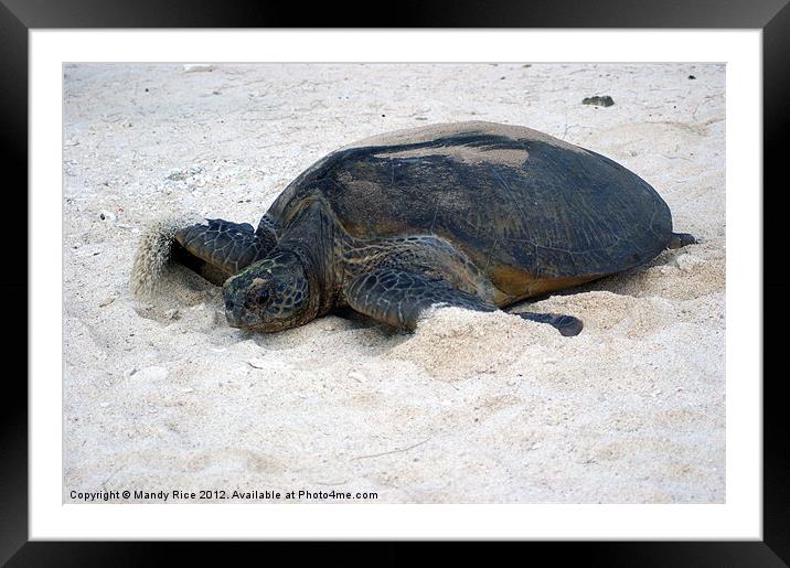 Turtle moving across sand Framed Mounted Print by Mandy Rice