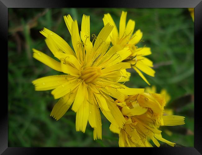 Dwarf Dandelion Framed Print by Stephanie McVie