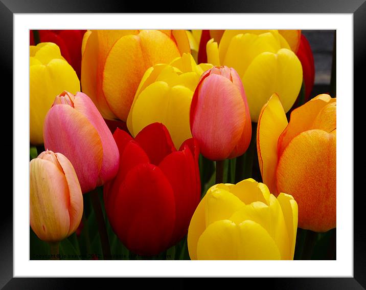 tulips from holland Framed Mounted Print by Jo Beerens