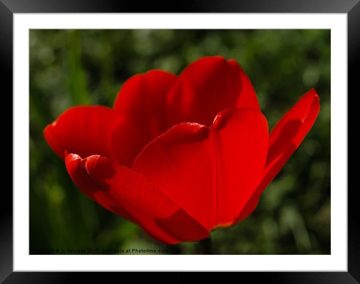 tulip from holland Framed Mounted Print by Jo Beerens