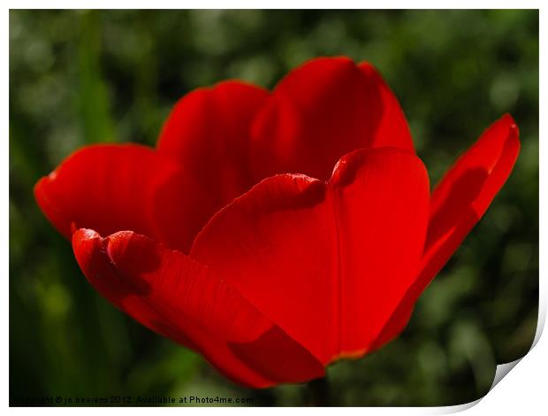 tulip from holland Print by Jo Beerens