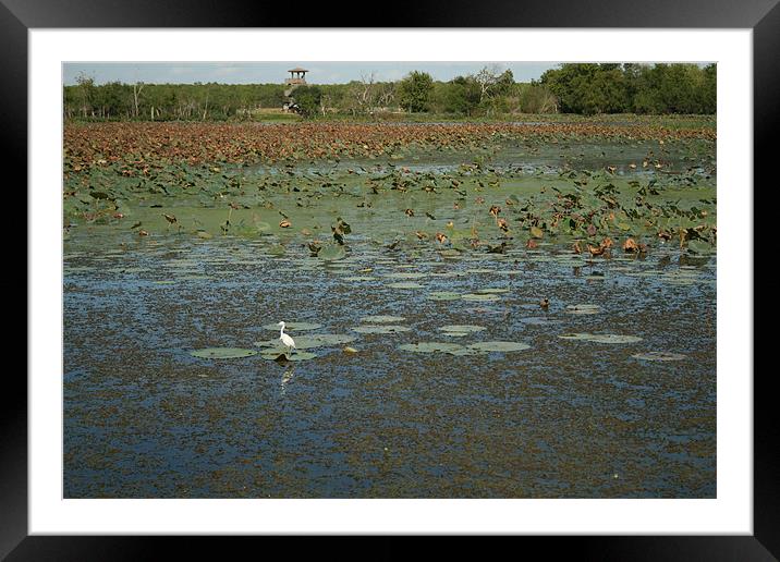 Brazos Bend State Park Framed Mounted Print by Whitney Orr
