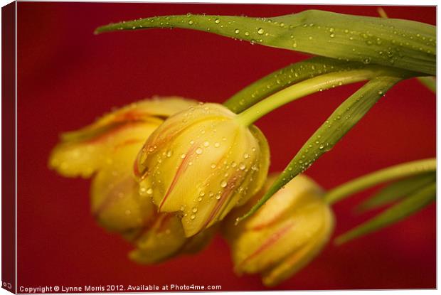 Tulips In The Rain Canvas Print by Lynne Morris (Lswpp)