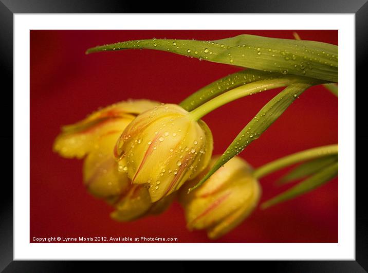 Tulips In The Rain Framed Mounted Print by Lynne Morris (Lswpp)