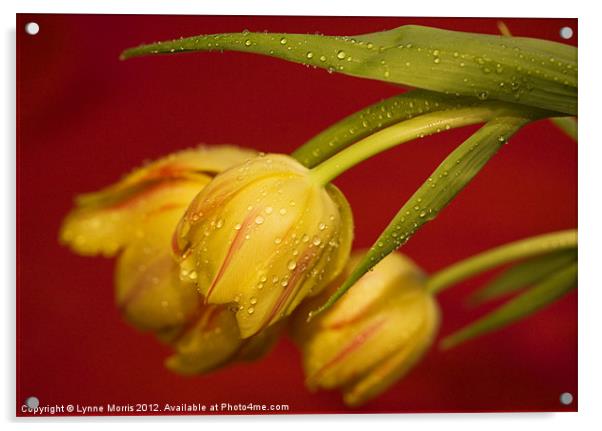 Tulips In The Rain Acrylic by Lynne Morris (Lswpp)