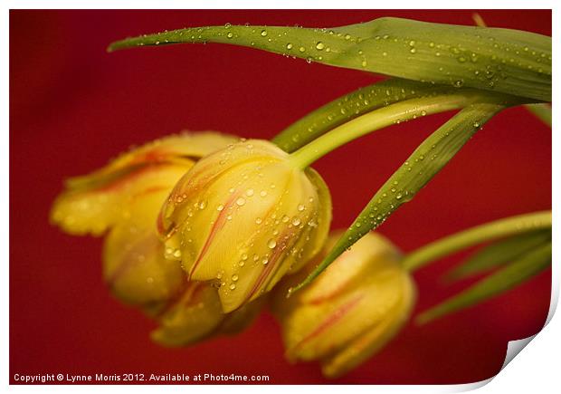 Tulips In The Rain Print by Lynne Morris (Lswpp)