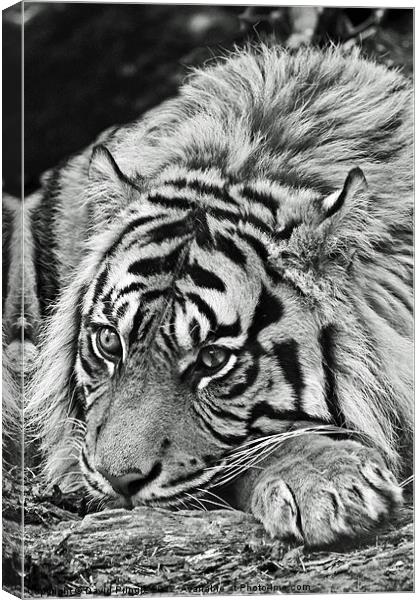 Sumatran Tiger Canvas Print by David Pringle