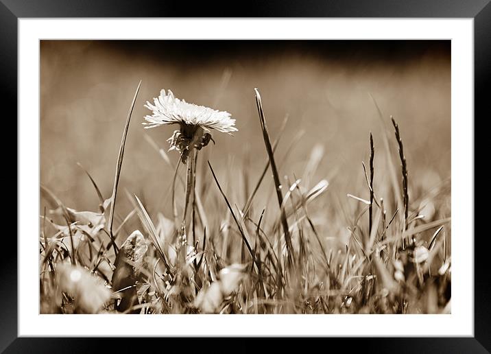 A Lonely Daffodil in a field of grass Framed Mounted Print by Dave Frost