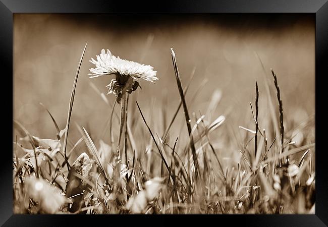 A Lonely Daffodil in a field of grass Framed Print by Dave Frost