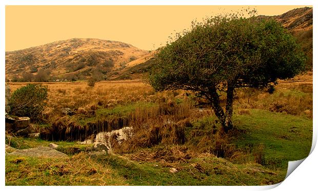 River in Killarney National Park Print by barbara walsh