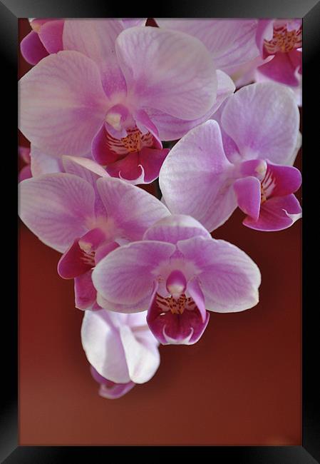 Orchids Framed Print by Milena Barczak