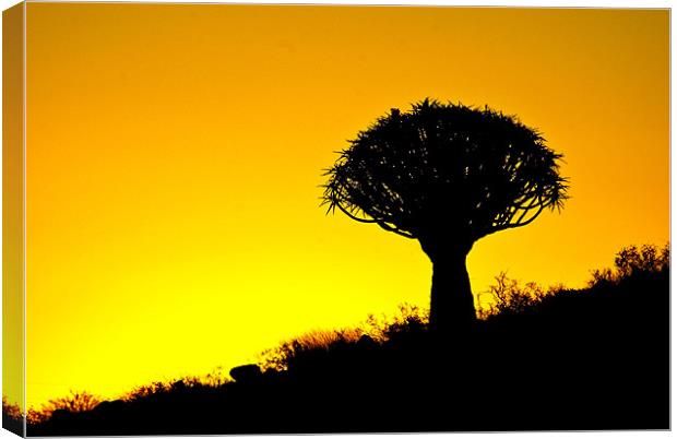 Quiver Tree Silhouette Canvas Print by Martina Stoecker