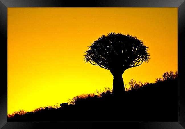 Quiver Tree Silhouette Framed Print by Martina Stoecker