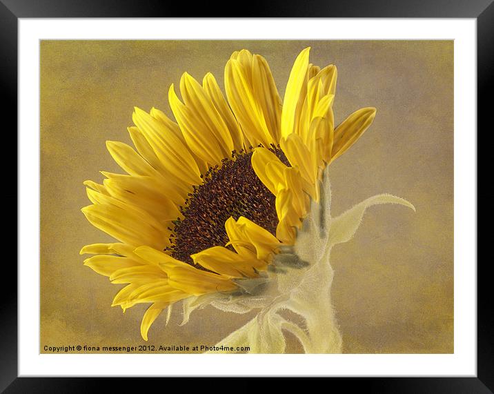 Sunflower Framed Mounted Print by Fiona Messenger