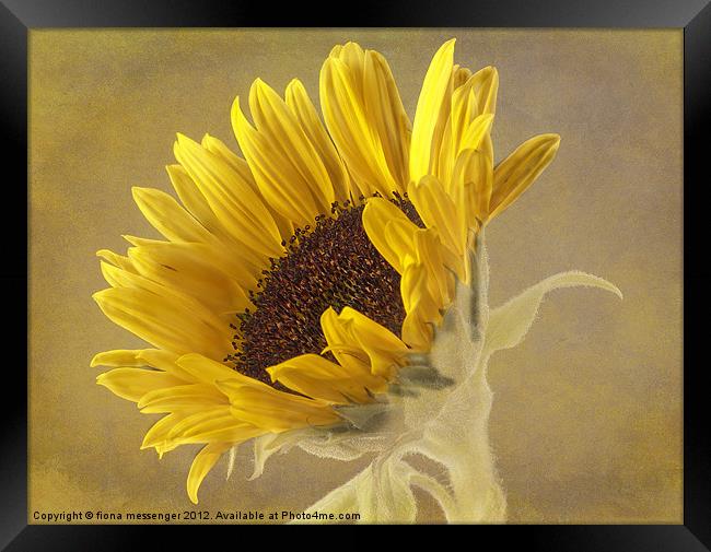 Sunflower Framed Print by Fiona Messenger